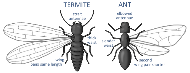how to tell a termite from a flying ant swarmer