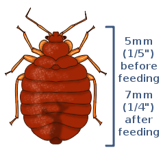 Bedbug Size Guide